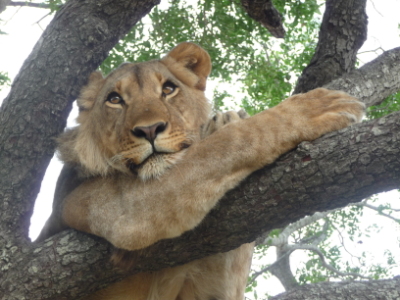 Etosha up a tree